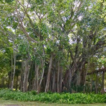 The Ringling - Art Museums Near Me - Sarasota, Florida The Ringling - Art Museums Near Me - Sarasota, Florida