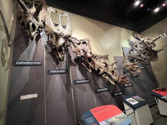 Burpee Museum of Natural History by null
