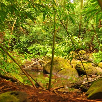 Judd Trail - Bamboo near the stream - Hiking Near Me - Honolulu, Hawaii