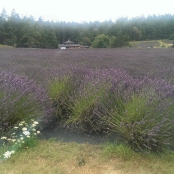 Pelindaba Lavender - Gift Shops Near Me - Friday Harbor, Washington Pelindaba Lavender - Gift Shops Near Me - Friday Harbor, Washington