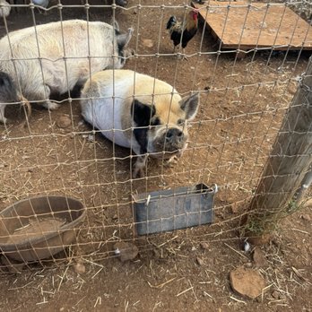 Maui Animal Farm - Pigs - Petting Zoos Near Me - Lahaina, Hawaii