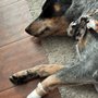 Photo of Diamond Paw Grooming