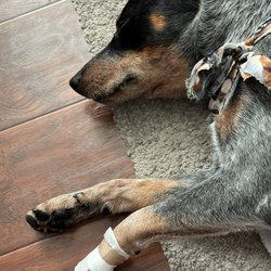 Diamond Paw Grooming - I had to bandage my puppy's paw after I picked him up from Golden Paws