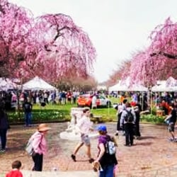 All Event Party Rental - Philadelphia's Cherry Blossom Festival