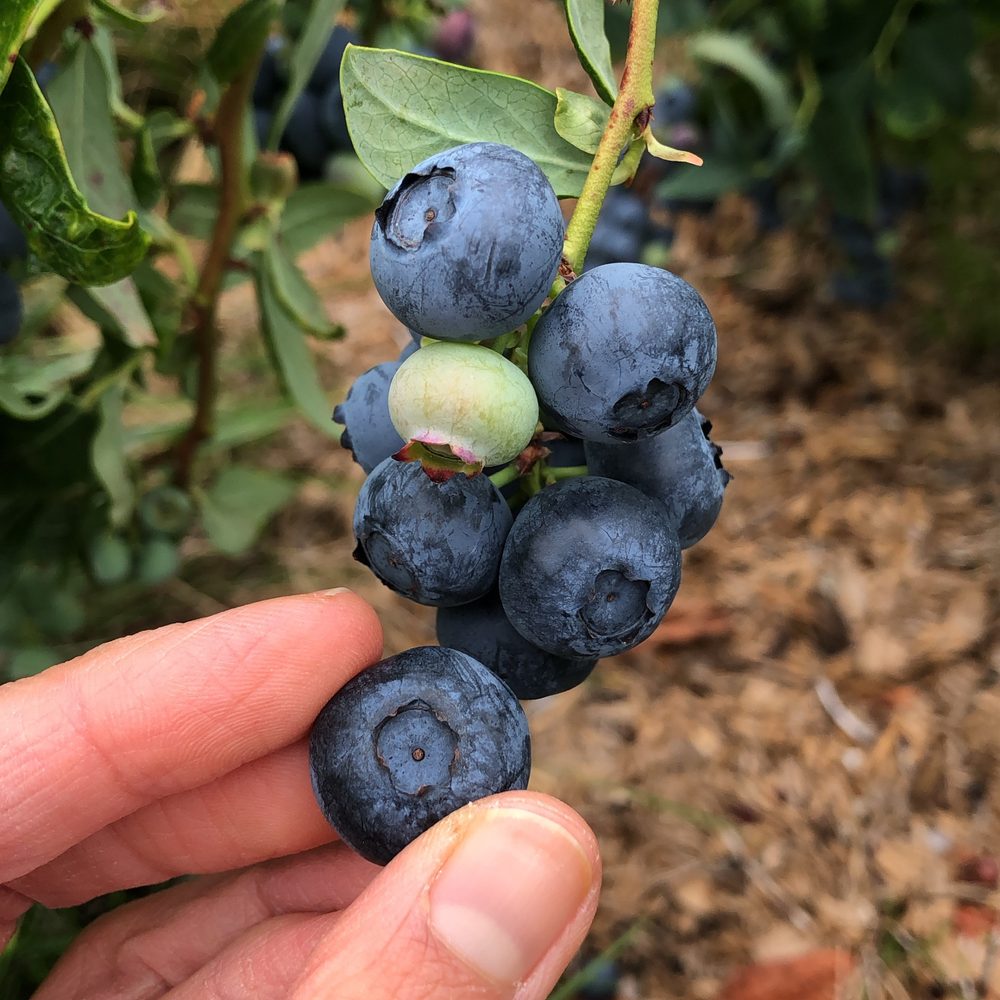 Emma Lea Farms - 2019 - Fruits & Veggies Near Me - Delta, British Columbia