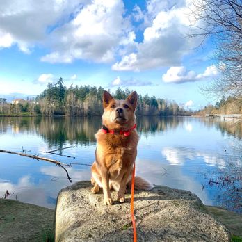 Amani K9 - The training team snapped this gorgeous shot on one of their hikes! - Pet Training Near Me Amani K9 - The training team snapped this gorgeous shot on one of their hikes! - Pet Training Near Me