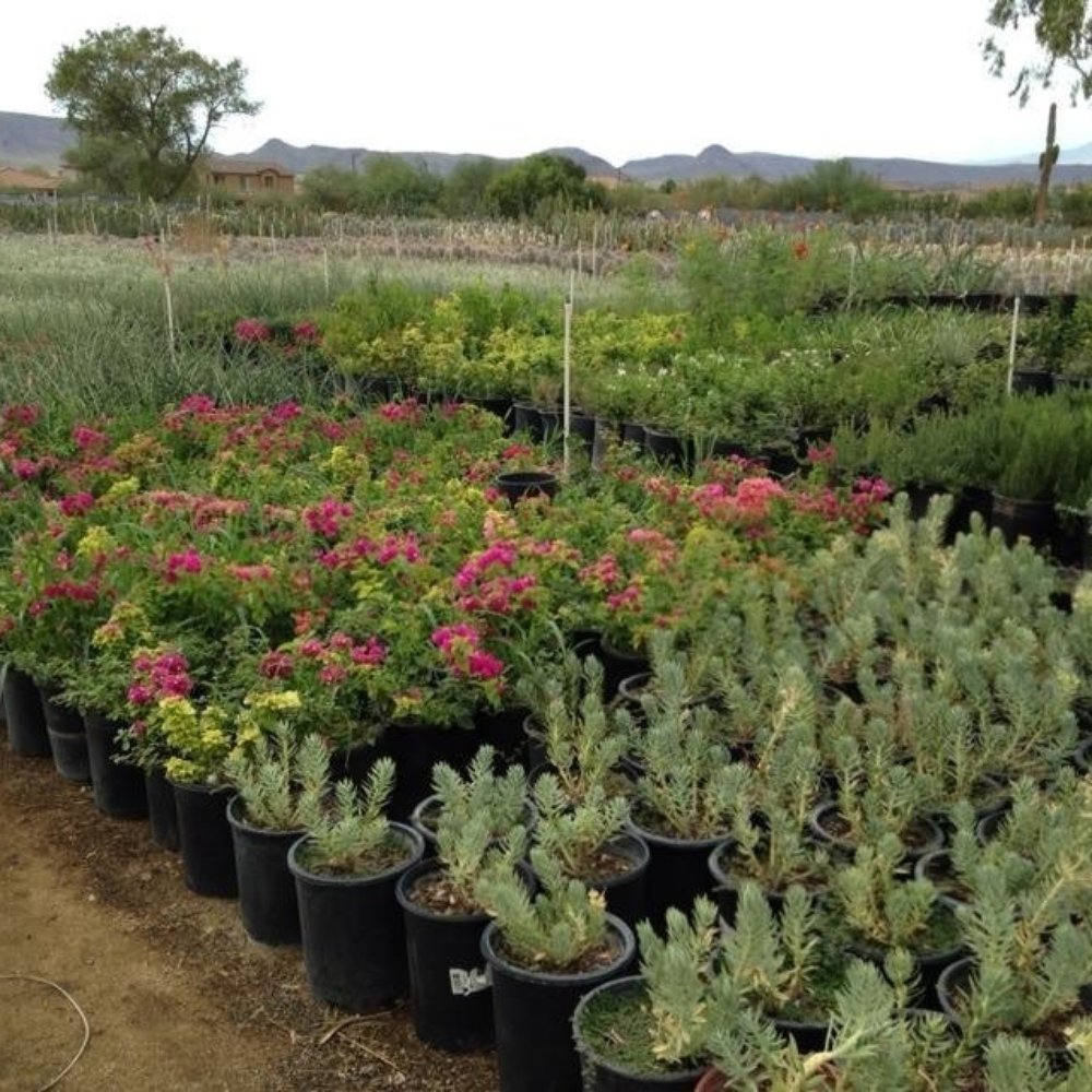 Old West Cactus Farm - Plants as far as the eye can c!! Love this place. - Nurseries & Gardening Near Me - Phoenix, Arizona Old West Cactus Farm - Plants as far as the eye can c!! Love this place. - Nurseries & Gardening Near Me - Phoenix, Arizona
