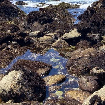 Asilomar State Beach - Tide pools. - Parks Near Me - Pacific Grove, California