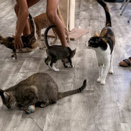 Cats Cats
