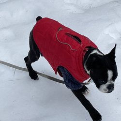 The Pet Concierge - On a trail with Wilbur.