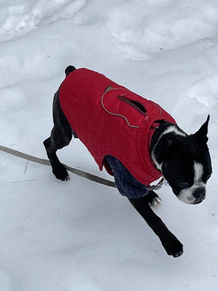 The Pet Concierge - pet boarding facility in Falmouth, ME