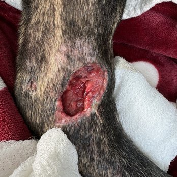 Long Island Veterinary Specialists - Ruby chewed a hole to the bone - Veterinarians Near Me - Plainview, New York