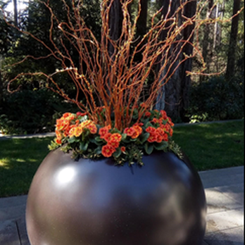Gin & Beetles - A bright design, perfect for late-winter - Landscaping Near Me