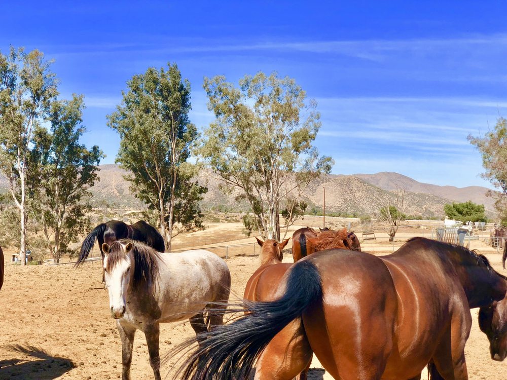 VILLA CHARDONNAY HORSES WITH WINGS Updated October 2024 39 Photos