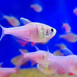 Aquamania Pets & Aquatic Superstore