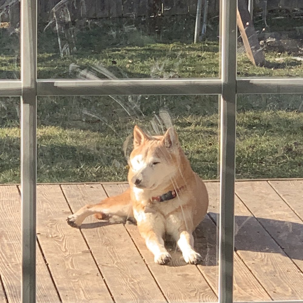 Mogli sun bathing :)