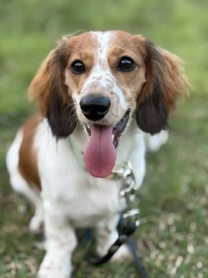 Kapiʻolani Regional Park by null