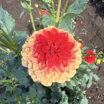 Swan Island Dahlias - Nurseries & Gardening Near Me - Canby, Oregon Swan Island Dahlias - Nurseries & Gardening Near Me - Canby, Oregon