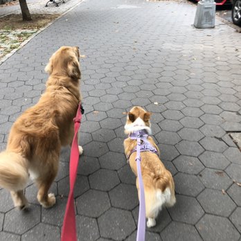 Lady and the Pups - Two buddies out on a stroll. They love playing together! - Dog Walkers Near Me Lady and the Pups - Two buddies out on a stroll. They love playing together! - Dog Walkers Near Me