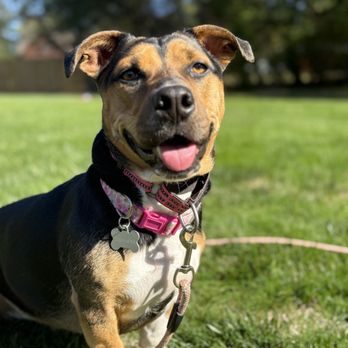 Pack Place K9 - Pet Training Near Me - Germantown, Maryland