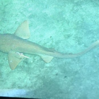 Kon -Tiki Resort - A nurse shark as seen from the dock. - Resorts Near Me - Islamorada, Florida Kon -Tiki Resort - A nurse shark as seen from the dock. - Resorts Near Me - Islamorada, Florida