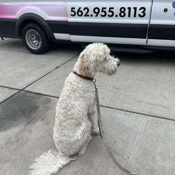 Me My Dog & I - Rockies, having aglam day ! - Pet Groomers Near Me - Downey, California Me My Dog & I - Rockies, having aglam day ! - Pet Groomers Near Me - Downey, California