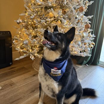 VIP DOGS Fast Grooming - Pet Groomers Near Me