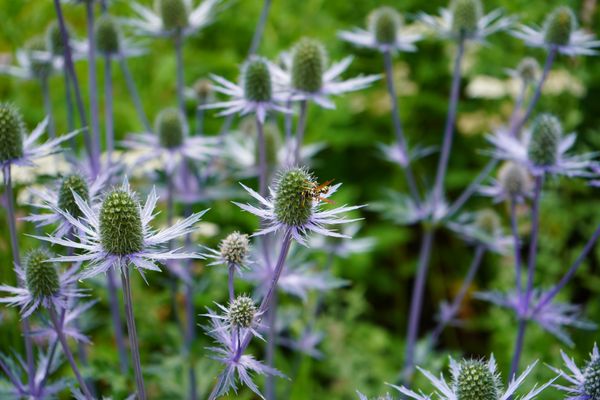 Betty Ford Alpine Gardens by null
