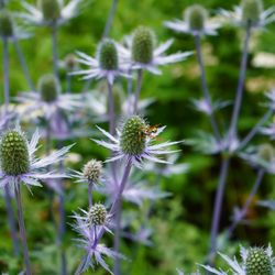 Betty Ford Alpine Gardens - Flowers