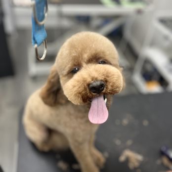 Honey Pet Grooming - Pet Groomers Near Me - Azusa, California Honey Pet Grooming - Pet Groomers Near Me - Azusa, California