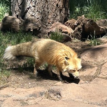 Bearizona - Fox in the walking portion of the park! - Zoos Near Me - Williams, Arizona Bearizona - Fox in the walking portion of the park! - Zoos Near Me - Williams, Arizona