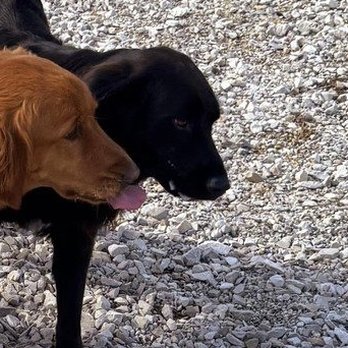 Hillside Boarding & Kennel - Foaming at the mouth. - Pet Groomers Near Me - Mitchell, Indiana