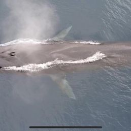 Drone footage of fin whale from Nate Drone footage of fin whale from Nate
