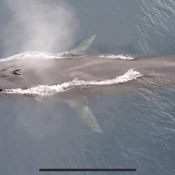 Oceanside Coastal Expeditions - Drone footage of fin whale from Nate - Whale Watching Tours Near Me - Oceanside, California Oceanside Coastal Expeditions - Drone footage of fin whale from Nate - Whale Watching Tours Near Me - Oceanside, California