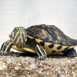 Angel Aquarium - Terrapin