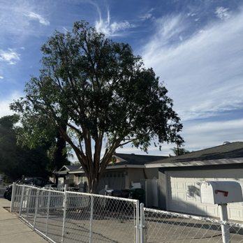 Timber Pros Tree Service - Tree Services Near Me - Fontana , California Timber Pros Tree Service - Tree Services Near Me - Fontana , California