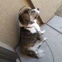 Pawfect Peticures