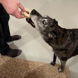 Clark votes this is the best doggy donut in town! Clark votes this is the best doggy donut in town!