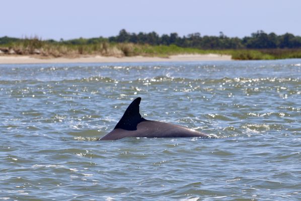 Charleston Outdoor Adventures by null