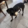 Photo of Sunshine Dog Park