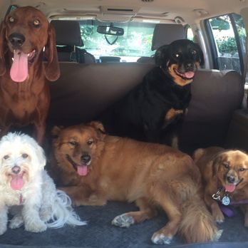 Take the Lead Pet Care - Dog Walkers Near Me - Cohasset, Massachusetts Take the Lead Pet Care - Dog Walkers Near Me - Cohasset, Massachusetts