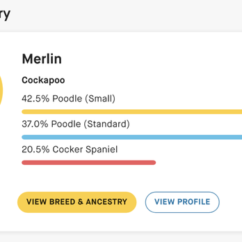 Sugar Pine Doodles - DNA test for our SPD dog showing that he's a cockapoo and has no lab in his DNA. - Pet Breeders Near Me Sugar Pine Doodles - DNA test for our SPD dog showing that he's a cockapoo and has no lab in his DNA. - Pet Breeders Near Me