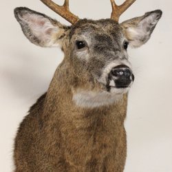 Steele Trap Taxidermy