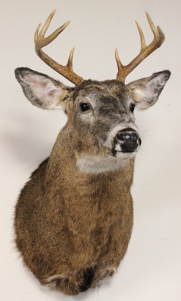 Steele Trap Taxidermy - taxidermy in Madbury, NH