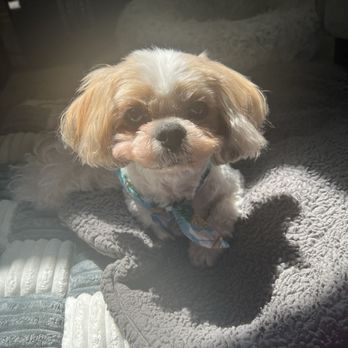 Posh Pooch - My senior ship tzu - Pet Groomers Near Me - Seal Beach, California Posh Pooch - My senior ship tzu - Pet Groomers Near Me - Seal Beach, California