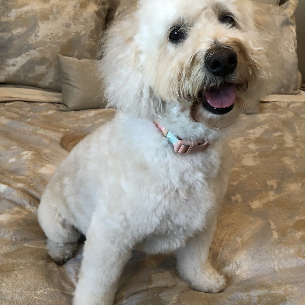 Blue Bubbles Spa - Pet Groomers Near Me - Houston, Texas