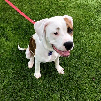BARK on PARK - Curry had a blast at training! - Pet Stores Near Me - Jacksonville, Florida