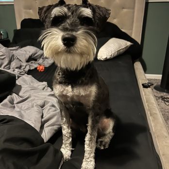 Puppy Face - I think she's proud of her look - Pet Groomers Near Me - La Habra, California