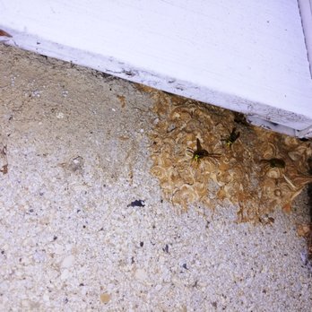 AGAD Pest Control - Another entry location - Pest Control Near Me - Villa Park, Illinois AGAD Pest Control - Another entry location - Pest Control Near Me - Villa Park, Illinois