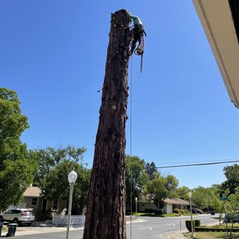 EG Tree Service - Tree Services Near Me EG Tree Service - Tree Services Near Me